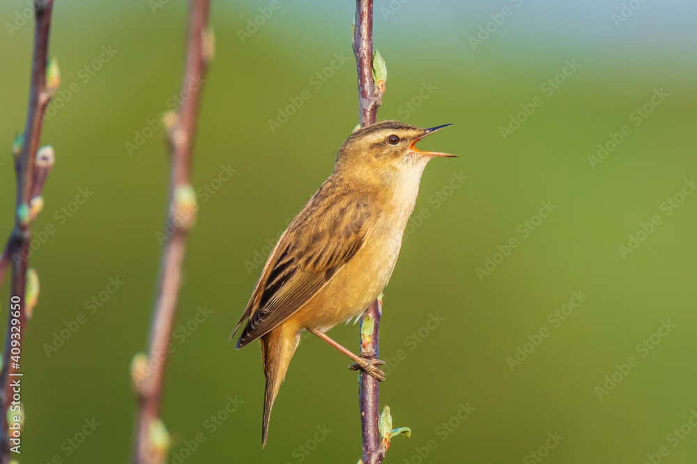 Sedge Warbler bird, Acrocephalus schoenobaenus, singing Sedge Warbler bird, Acrocephalus schoenobaenus, singing