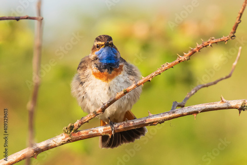 Closeup of a blue-throat bird Luscinia svecica cyanecula singing in a tree photo