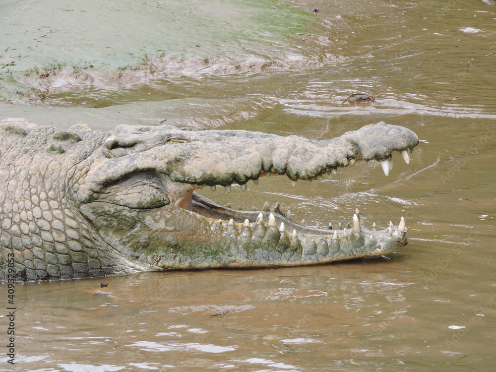 Obraz premium Crocodile in the water of Costa Rica