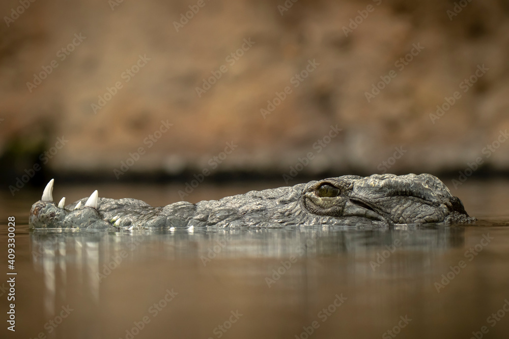 Fototapeta premium Nile crocodile Crocodylus niloticus ambush