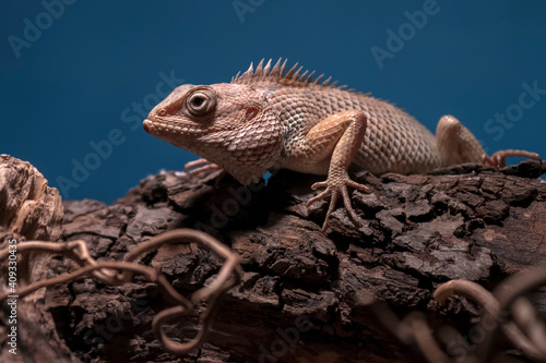 oriental garden lizard, eastern garden lizard, bloodsucker or changeable lizard, Calotes versicolor, © Sander Meertins