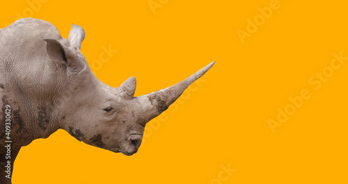Rhino animal isolated on the yellow backgound