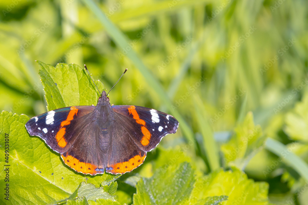 Red Admiral butterfly, Vanessa atalanta, resting Red Admiral butterfly, Vanessa atalanta, resting
