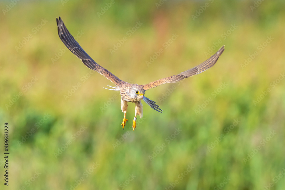 Kestrel falco tinnunculus closeup in flight Kestrel falco tinnunculus closeup in flight