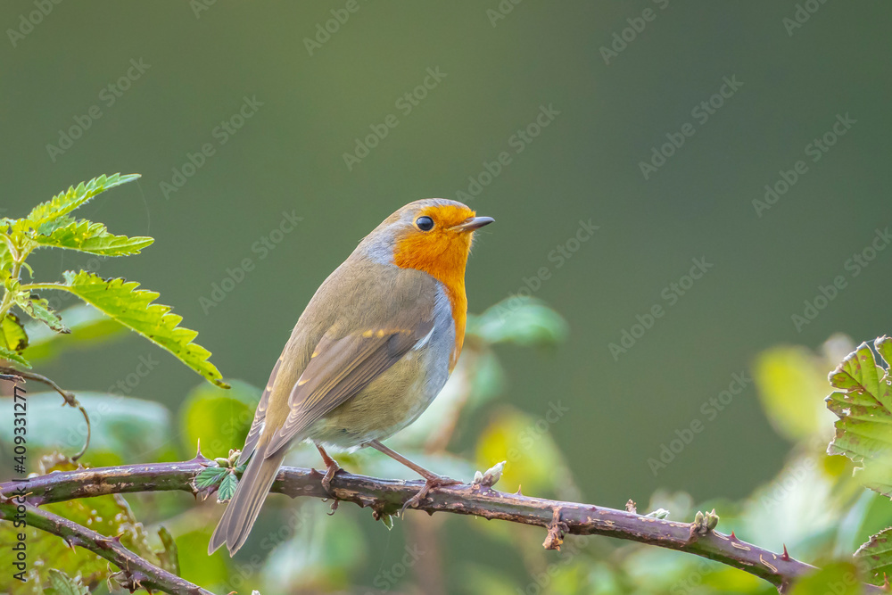 Fototapeta premium European robin bird Erithacus rubecula singing
