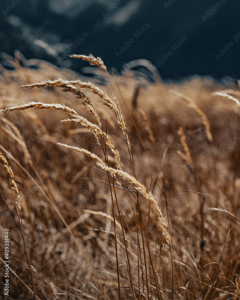 Fototapeta premium Orange grass in a mountain field