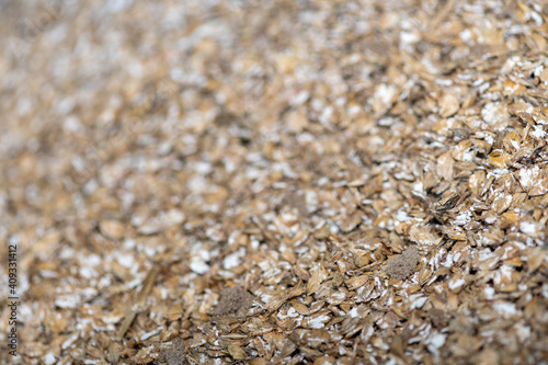 Close up of ground barley (hordeum vulgare) photo