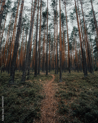 Fototapeta Naklejka Na Ścianę i Meble -  The trail in the pine forest