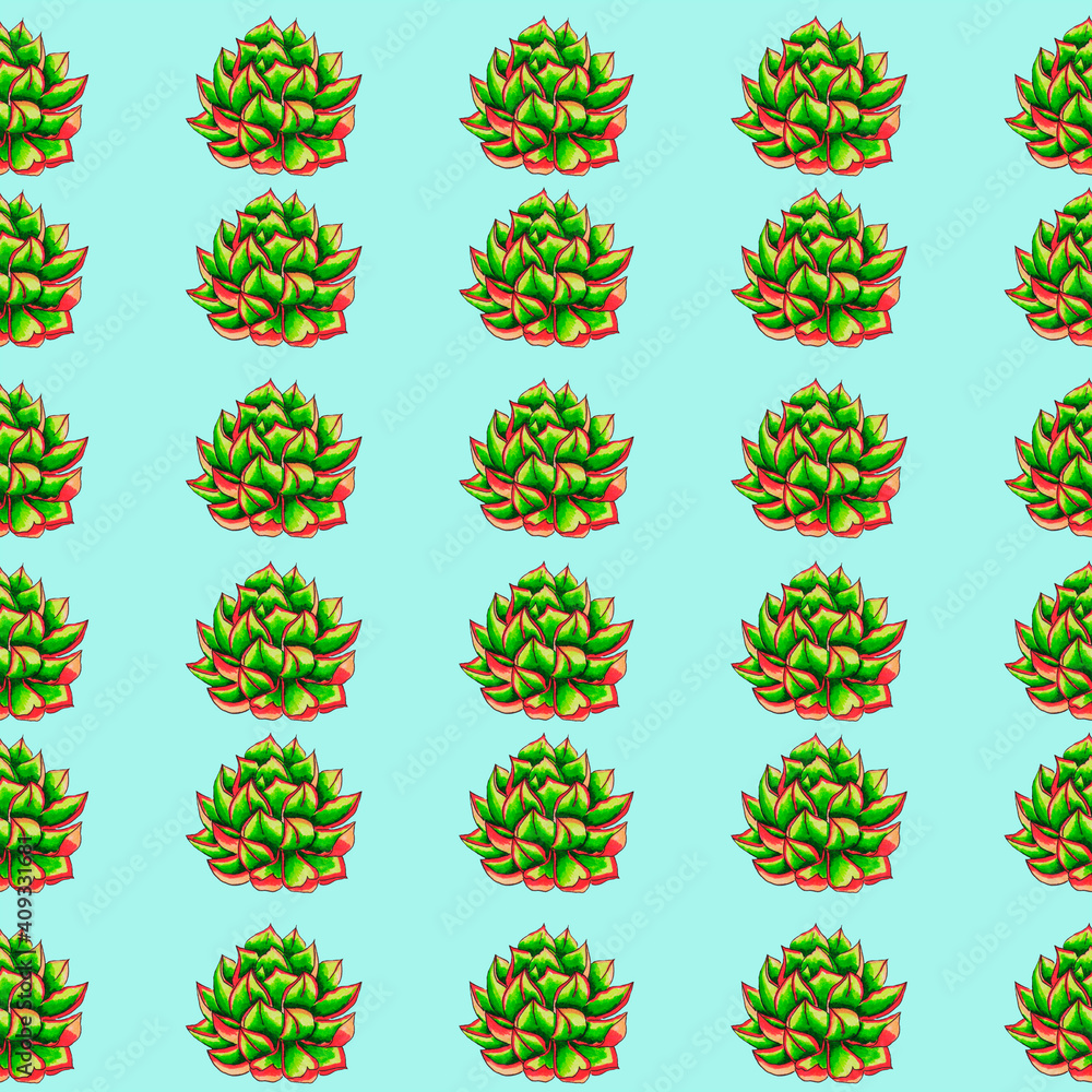 succulent or stone rose. indoor plant that grows beautifully in a pot as well as in the wild a relative of the cactus green flower with red edges is known as the money tree.seamless succulent or stone rose. indoor plant that grows beautifully in a pot as well as in the wild a relative of the cactus green flower with red edges is known as the money tree.seamless