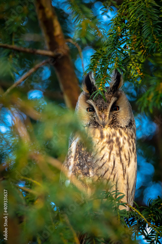 Long eared owl Asio otus, bird of prey perched in a tree