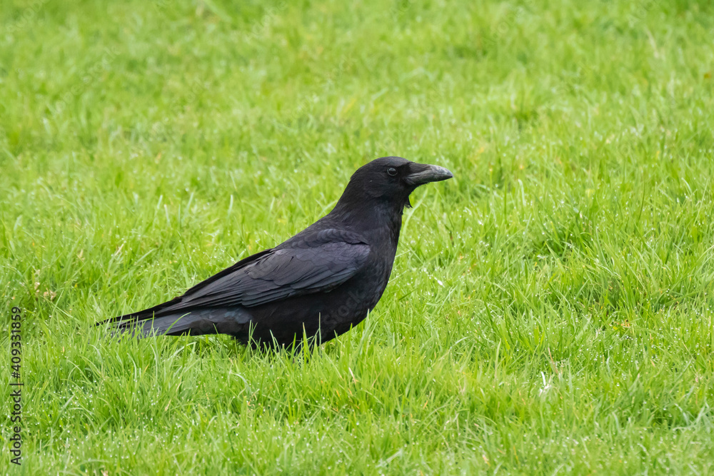 Closeup of a carrion crow Corvus corone black bird perched in a tree Closeup of a carrion crow Corvus corone black bird perched in a tree