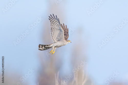 Eurasian sparrowhawk, Accipiter nisus, in flight hunting above a field