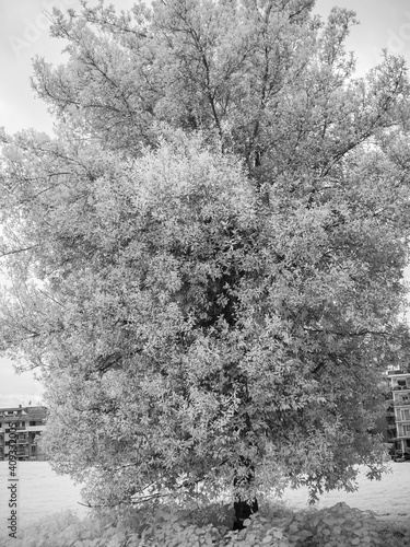 infrared parks - trees