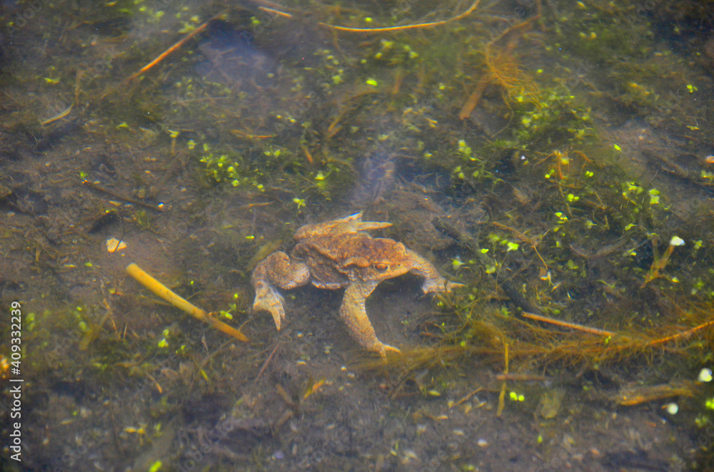 Obraz premium frog in the pond