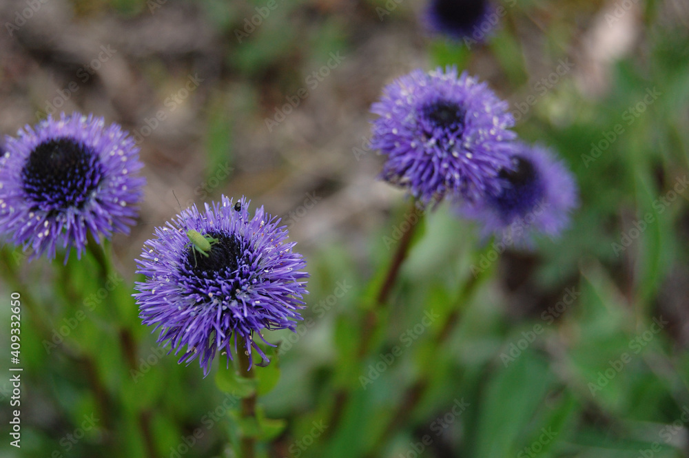 wild flowers wild flowers