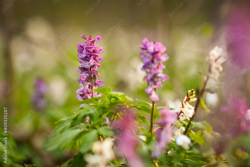 Close up of the spring purple flowres in the forest at sunset. Selective focus. Close up of the spring purple flowres in the forest at sunset. Selective focus.