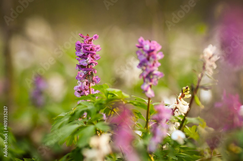 Close up of the spring purple flowres in the forest at sunset. Selective focus.  © kyrychukvitaliy