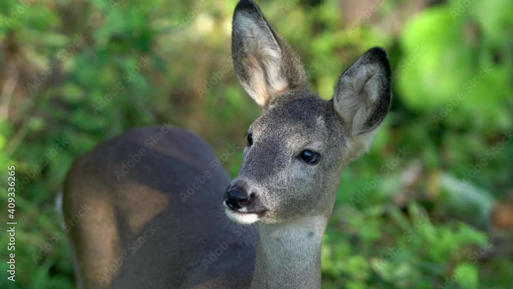 Roe Deer in natural environment (Capreolus capreolus) - (4K) Roe Deer in natural environment (Capreolus capreolus) - (4K)