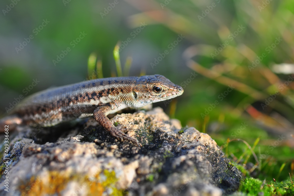 Closeup Beautiful lizard in the garden Closeup Beautiful lizard in the garden