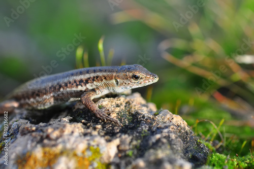 Closeup Beautiful lizard in the garden