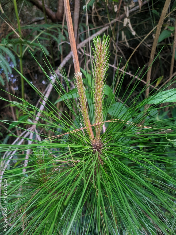 Fototapeta premium close up of pine needles