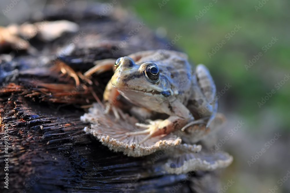 Beautiful Green frog in natural background Beautiful Green frog in natural background