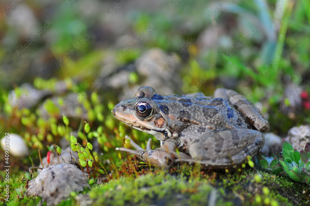 Beautiful Green frog in natural background Beautiful Green frog in natural background