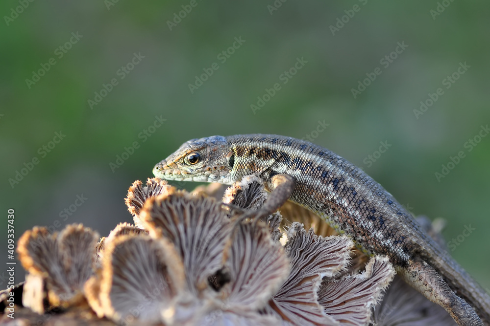 Fototapeta premium Closeup Beautiful lizard in the garden