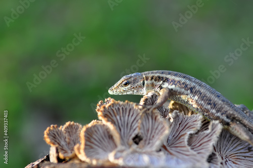Closeup Beautiful lizard in the garden