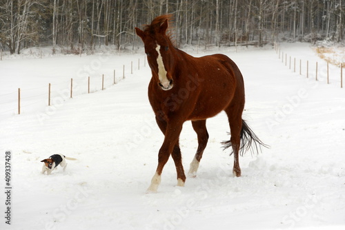 Pferd tanzt mit Hund