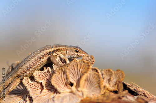 Closeup  Beautiful lizard in the garden © blackdiamond67