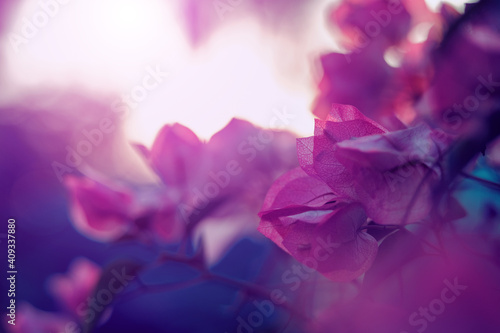 Paper flowers in the evening sun. Light pink flowers in vintage tone. Nature images for wallpapers background.