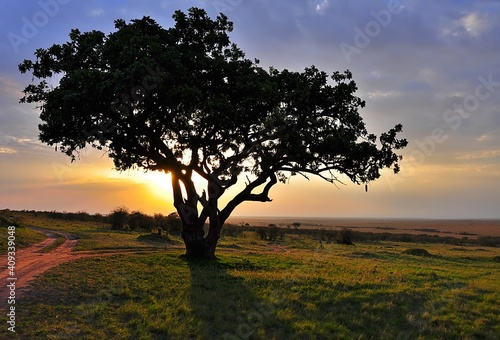 Kigelia afryka  ska  Kigelia africana  zwana r  wnie    drzewem kie  basianym. W tle zach  d s  o  ca  z boku widoczna droga  rezerwat Masai Mara  Kenia 
