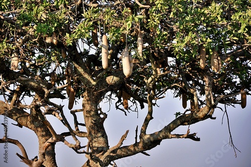 Kigelia afrykańska (Kigelia africana) zwana również  drzewem kiełbasianym photo