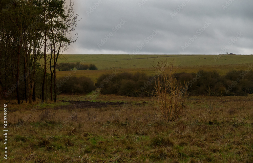 Salisbury Plain chalk grassland with winter trees and thick gorse Salisbury Plain chalk grassland with winter trees and thick gorse