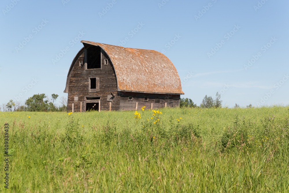old rustic brown barn in overgrown green grass old rustic brown barn in overgrown green grass