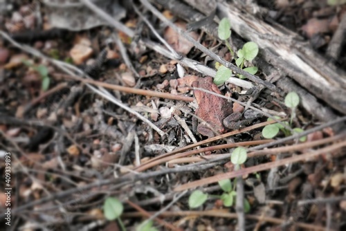 Pequeña rana en medio del gran bosque