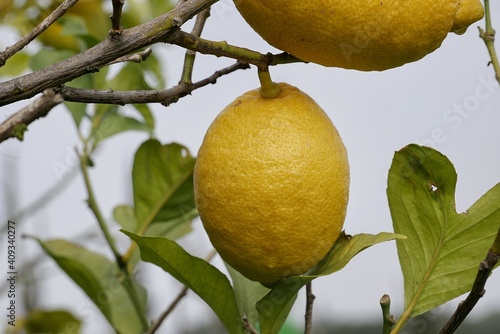 Limon amarillo fresco y jugoso