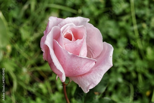 Hermosa rosa de color rosa abierta en invierno