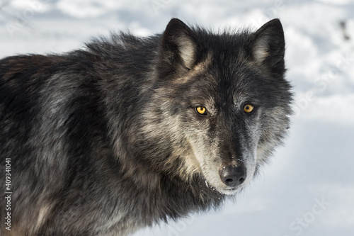 Black-Phase Grey Wolf (Canis lupus) Shoulders and Head Winter