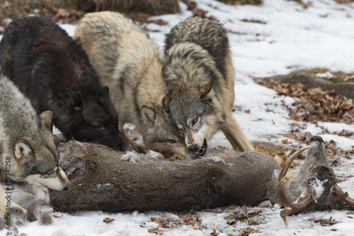Pack of Wolves (Canis lupus) Push and Shove at Each Other Over White-Tail Deer Carcass Winter