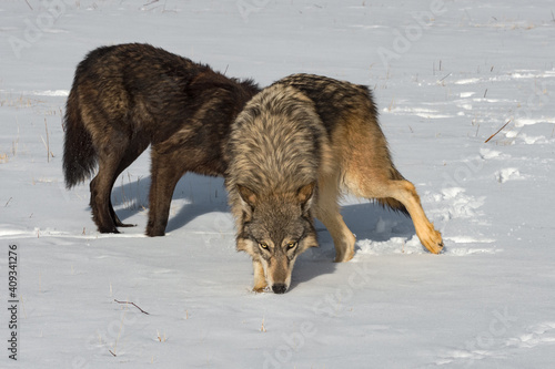 Grey Wolf (Canis lupus) Steps Away from Black-Phase in Snowy Field Winter © hkuchera