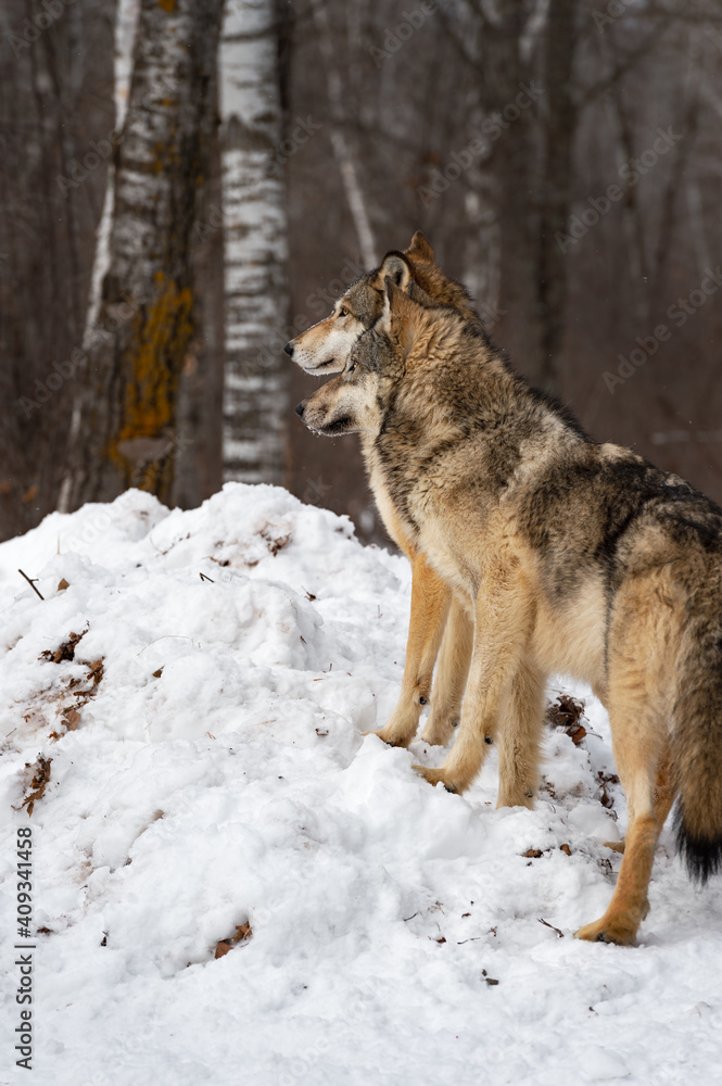 Pair of Grey Wolves (Canis lupus) Stand Side By Side on Snow Pile Looking Left Winter