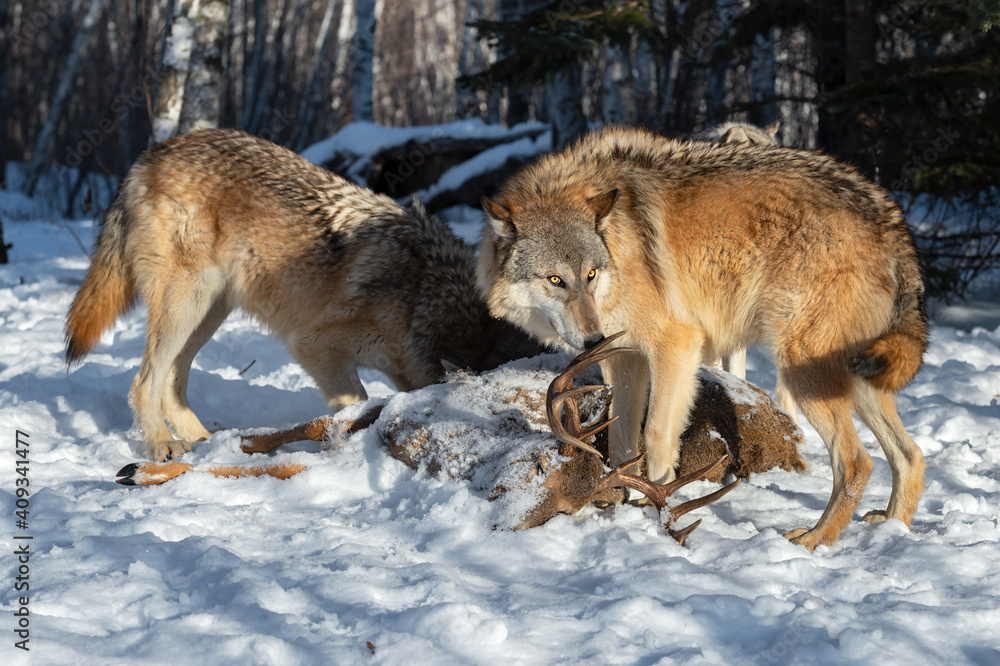 Grey Wolf (Canis lupus) Sniffs at Antler of White-Tail Deer Carcass Winter