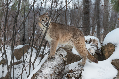 Female Cougar (Puma concolor) Bites at Branch Winter