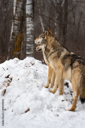 Pair of Grey Wolves (Canis lupus) Stand Side By Side on Snow Pile Looking Left Winter © hkuchera