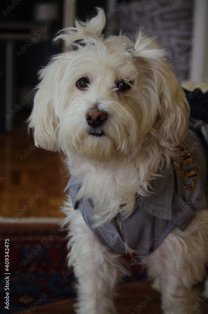 Funny little white dog with funny clothes Funny little white dog with funny clothes