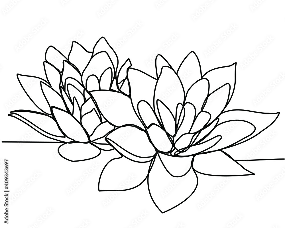 Continuous line drawing of two lotuses. The concept of beauty and