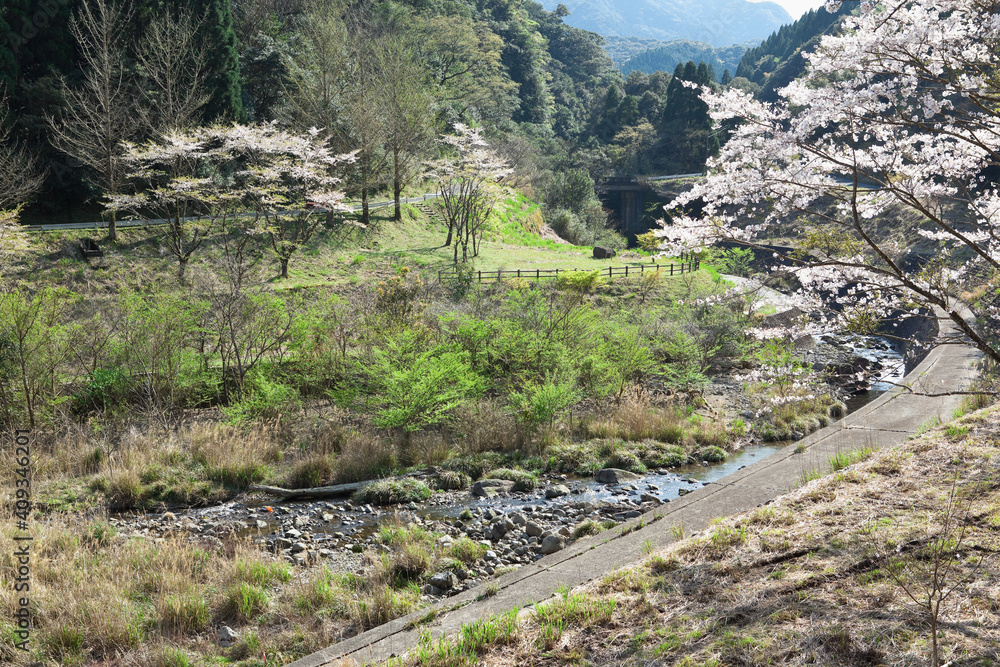 入来清浦ダム周辺の山あいに咲く桜 入来清浦ダム周辺の山あいに咲く桜