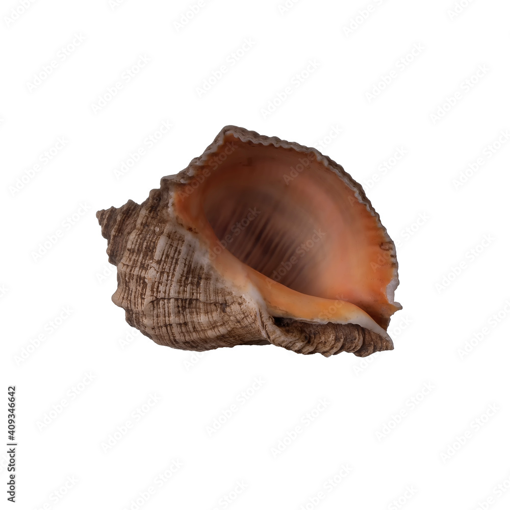 seashell isolated on white background seashell isolated on white background